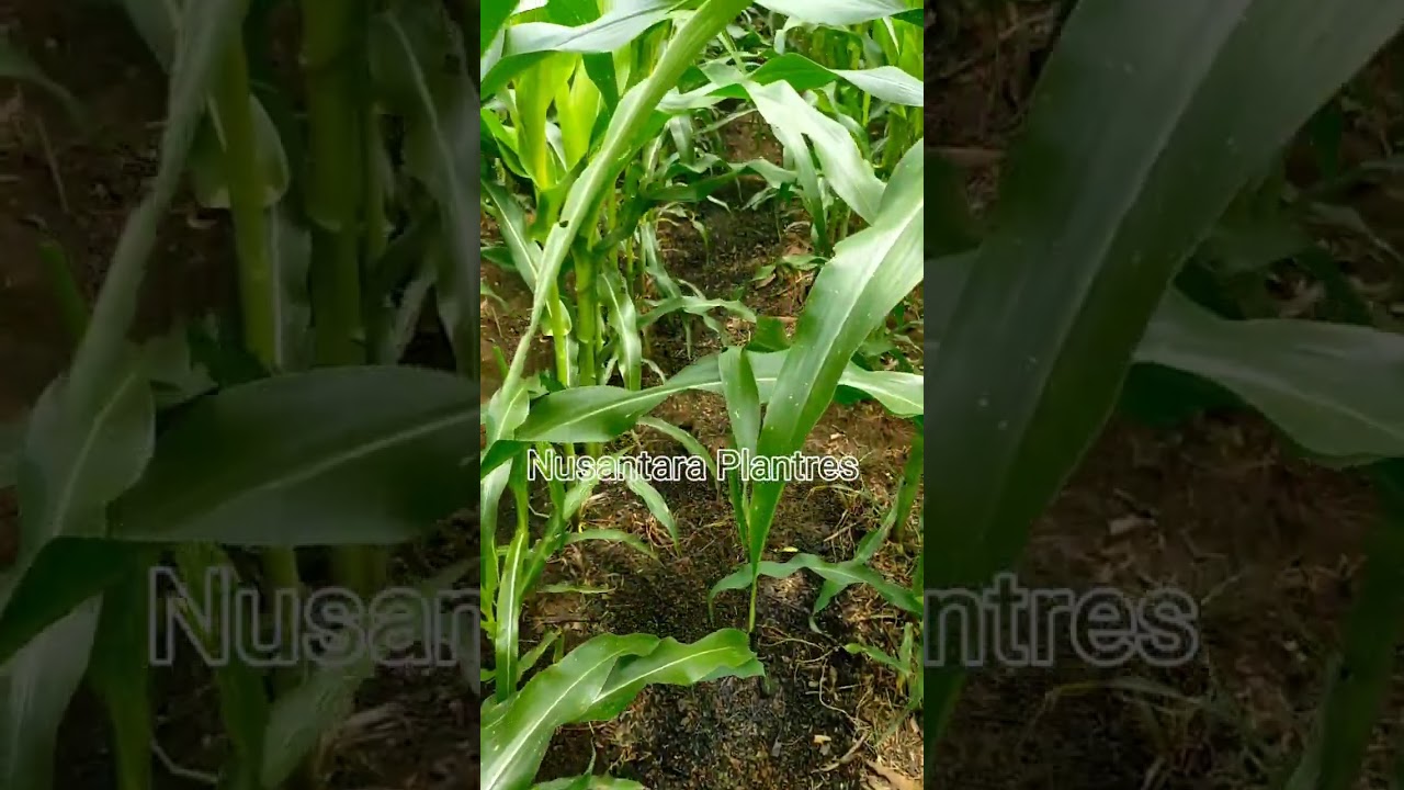 Jagung DK 95 R 100% Aman dari bulai dan gulma perawatan cukup mudah (lahan 4)