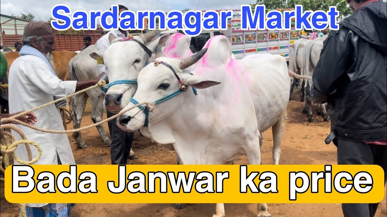 Bade Janwar price in Sardarnagar market | Hyderabad market| Chote pade