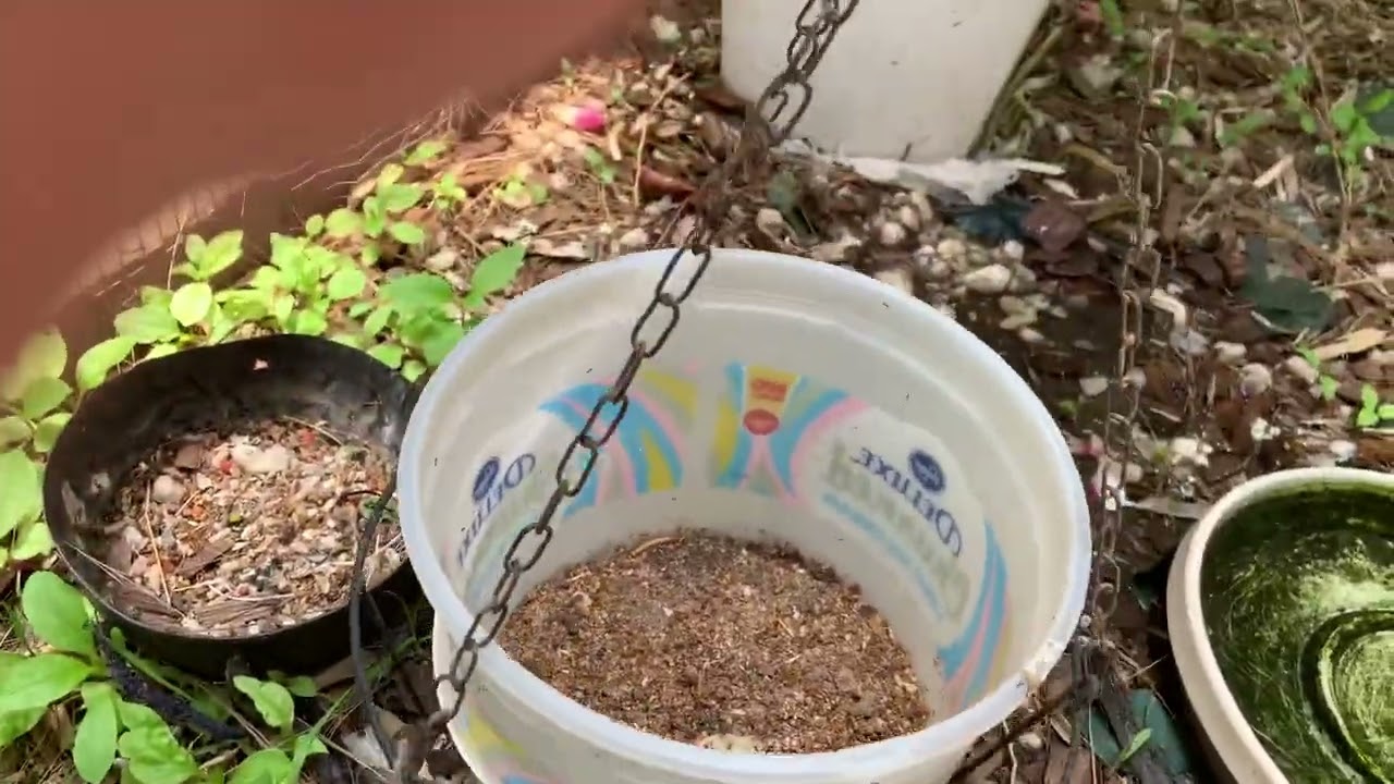 Black throat laughing thrush hatching now 6/11/22