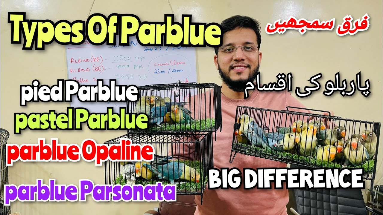 Types of Parblues | all Mutations of Parblue | Big difference | Parblue Opaline Parblue ino Pastel
