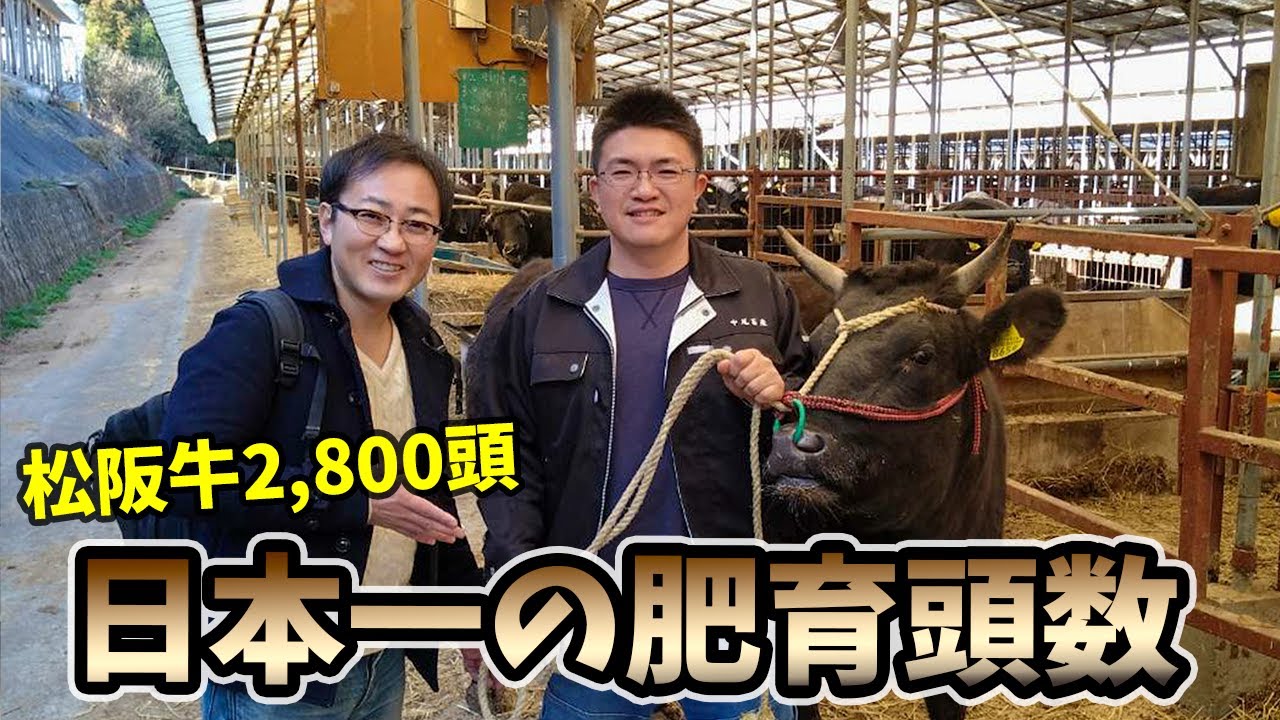 日本一の飼育頭数2,800頭の松阪牛を育てる【なかお畜産】の最新技術がすごかった！