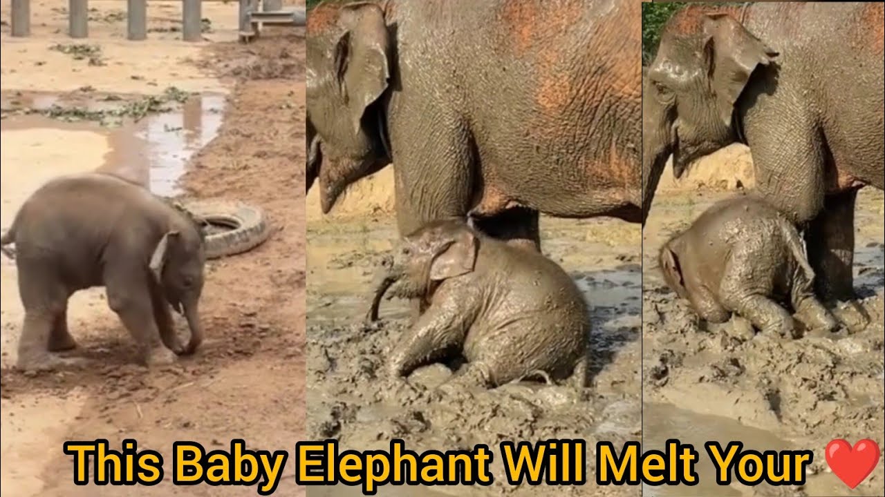 Adorable Baby Elephant Playing in Mud ||Funny & Cute Elephant Moments with Mom ||