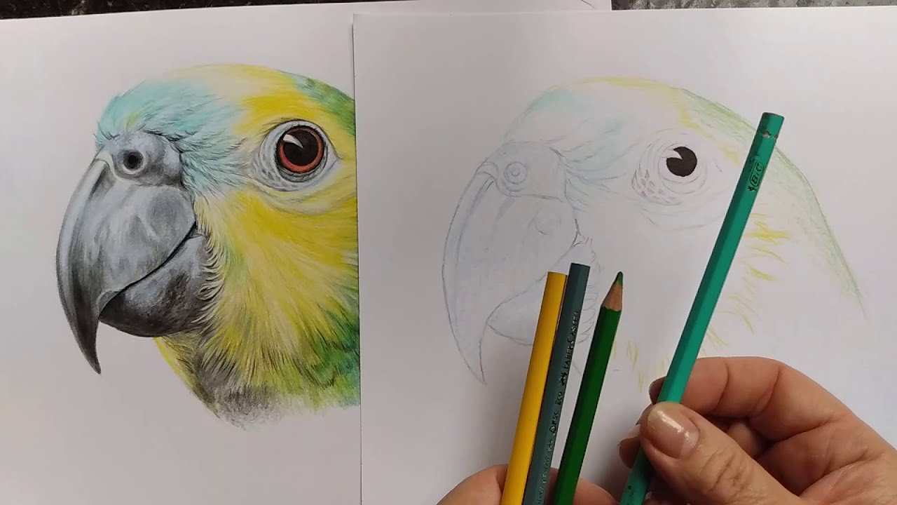 Como desenhar ave realista, usando lápis de cor escolar: papagaio. Parte 1 de 4 .