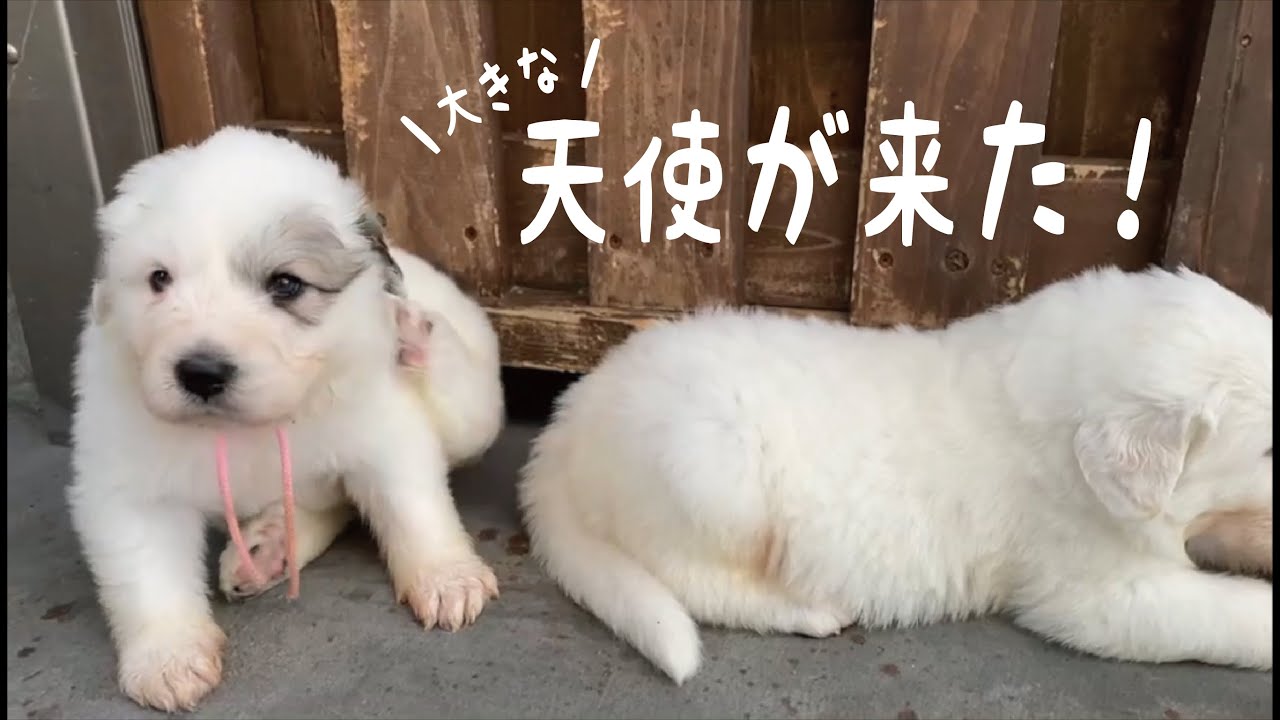 【お迎えまで】超大型犬のかわいい子犬が我が家(山奥)にやってきた! Great Pyrenees　グレートピレニーズ