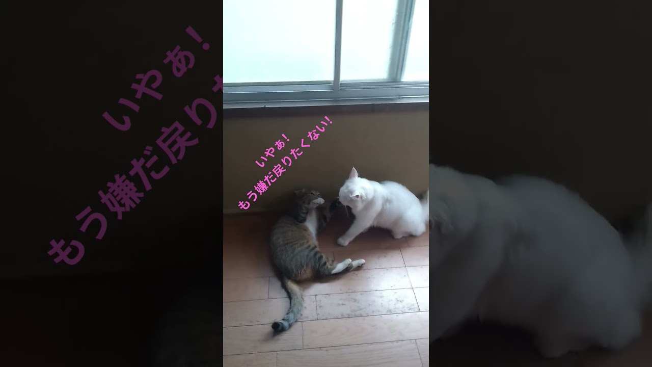 それが終わったらプルタブ集めにゃ