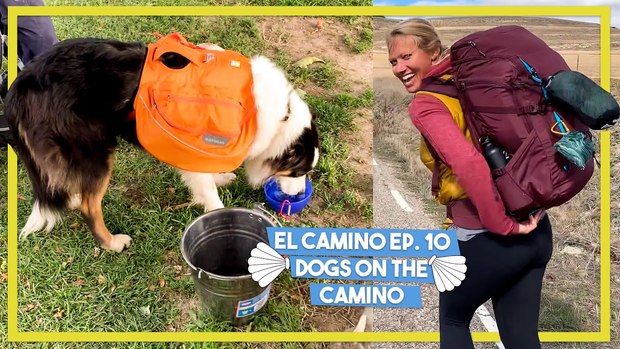 WALKING THE CAMINO Ep. 10 | dogs on the camino