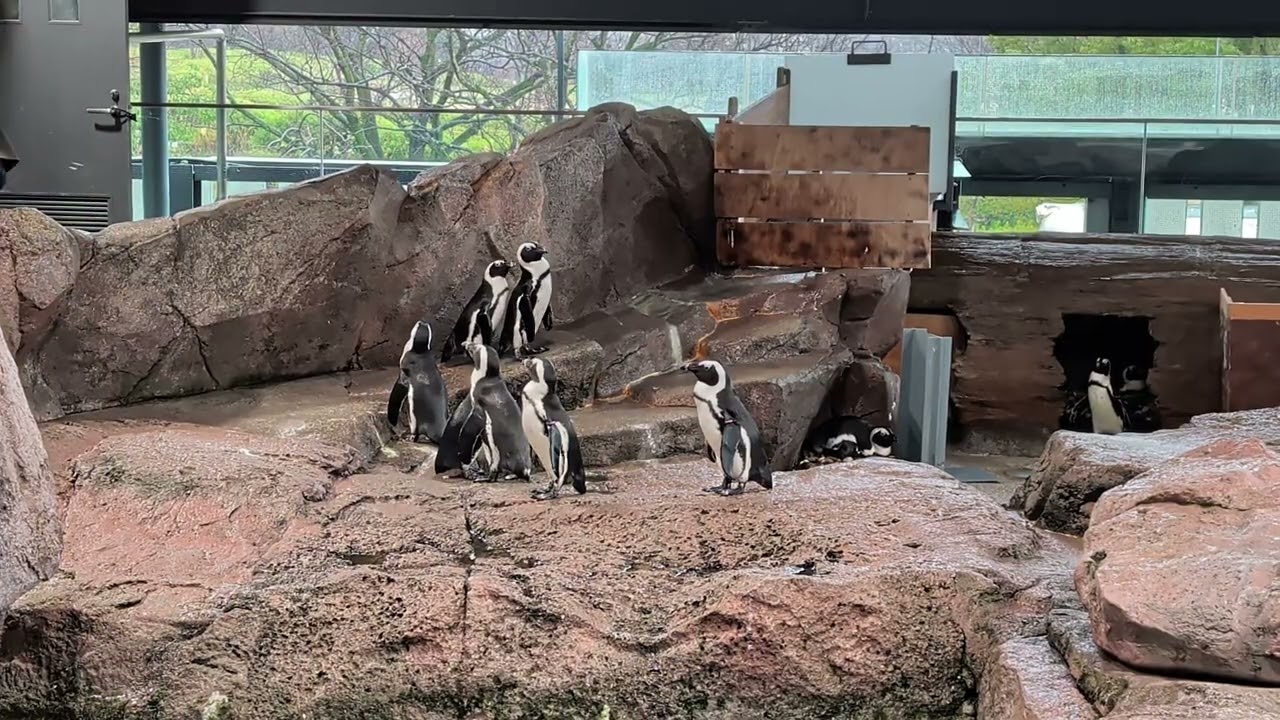 Cape Penguins think they will be fed, Kyoto Aquarium, Kyoto, Japan, 2025-12-21