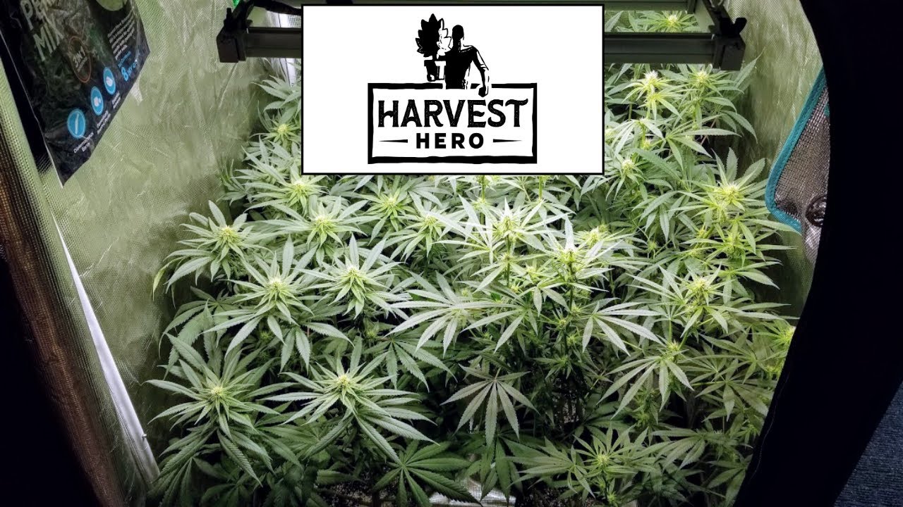 Cherry Pie Lollipop And Defoliation, 3rd Week Of Flower #harvesthero #marshydro #sunwestgenetics