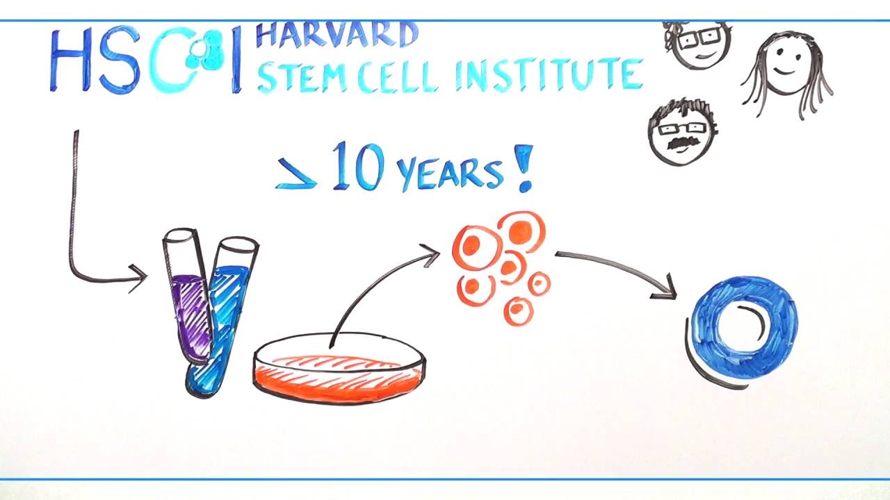 Driving Towards a Cure for Diabetes: Stem Cell Science at the Wheel