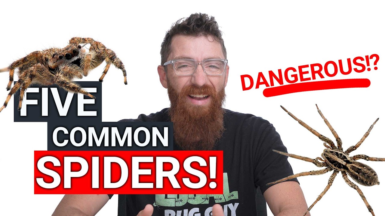 5 Common Spiders in Your Area (Are They Dangerous?)
