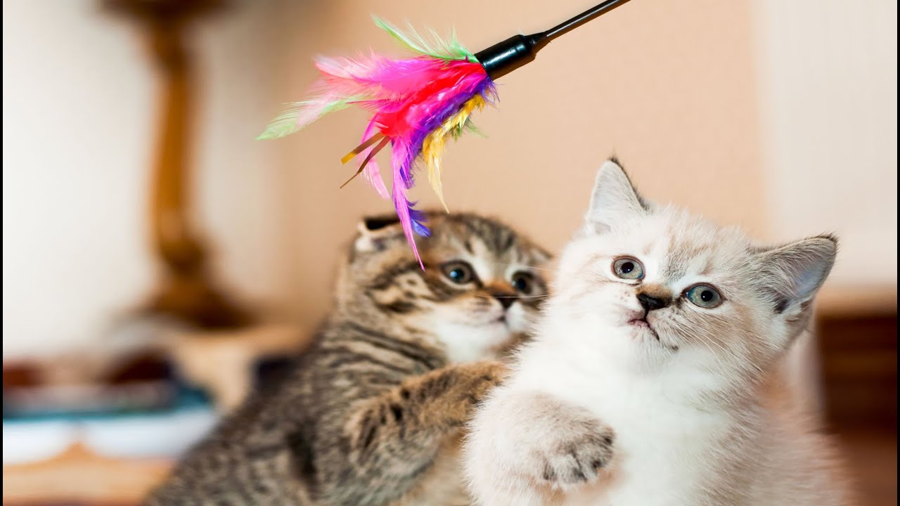 Watch These Kittens Meow & Have Fun with Puppies, Rabbits, Calves and Mice – So Adorable!
