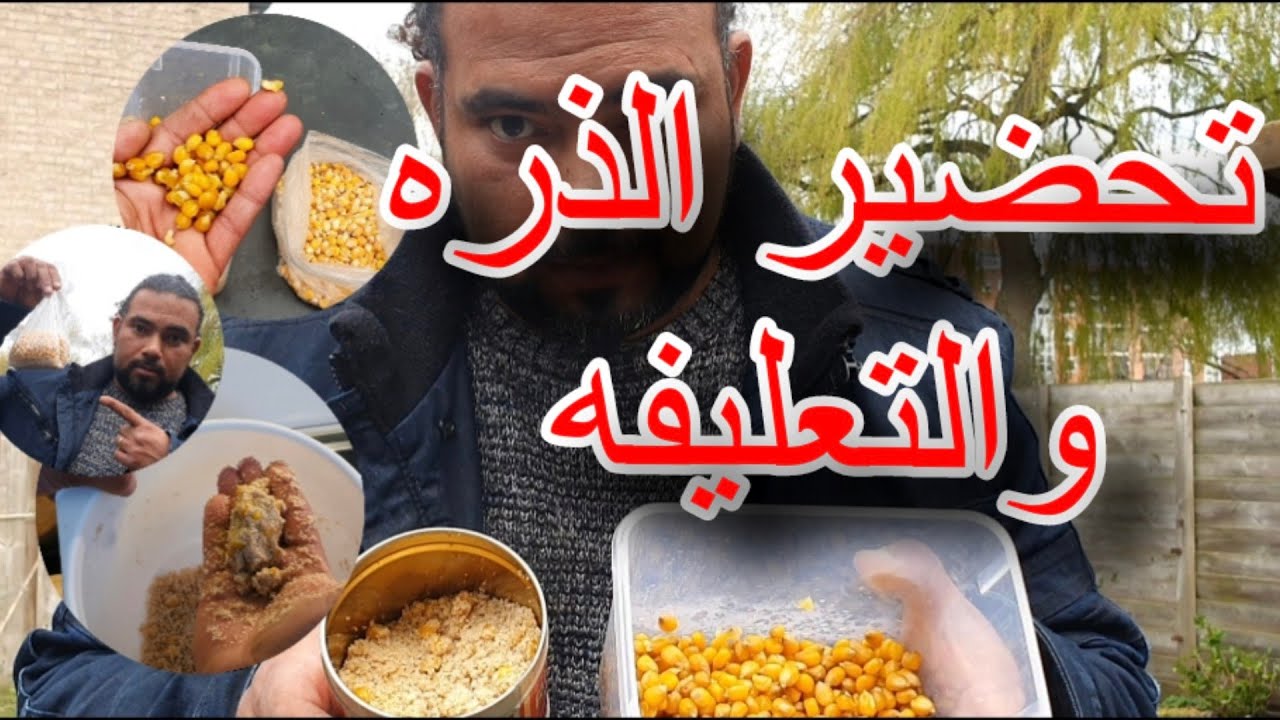 طريقه تحضير الذره الصفراء(المايز)والتعليفه لصيد السمك| طعم صيد السمك