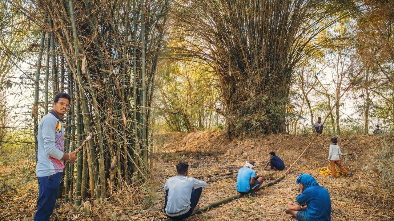  Aaj Ham Log Bamboo Lene Chale Gaye Jangal mein 💯⛰️😮😯😲🎄