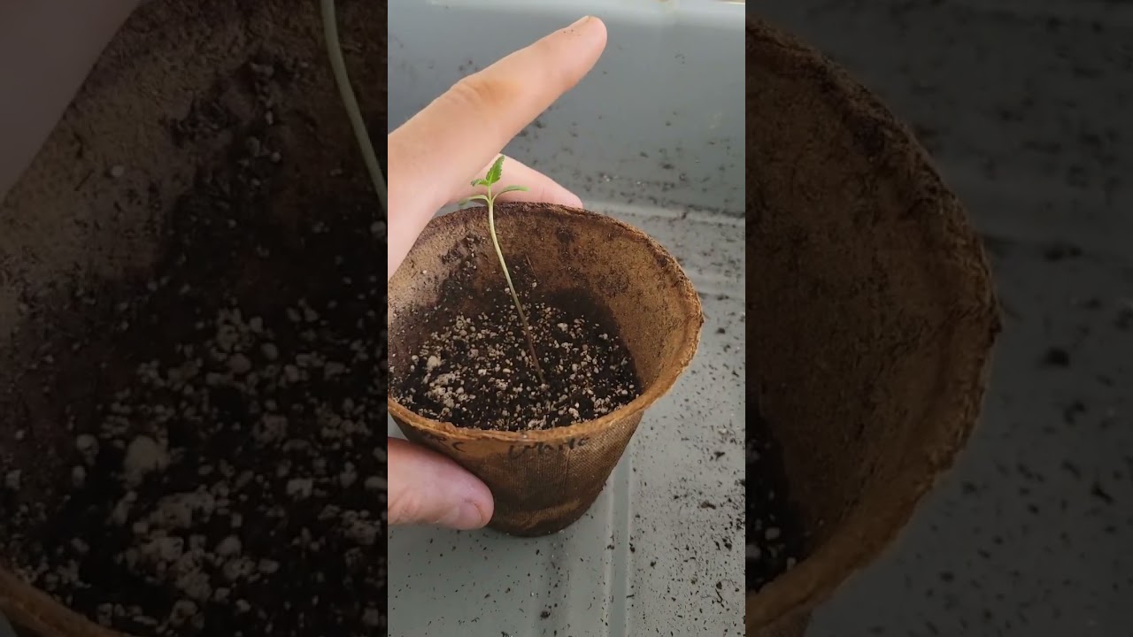 Cannabis Growing - Hot Tips to save Your Plants From Stretching