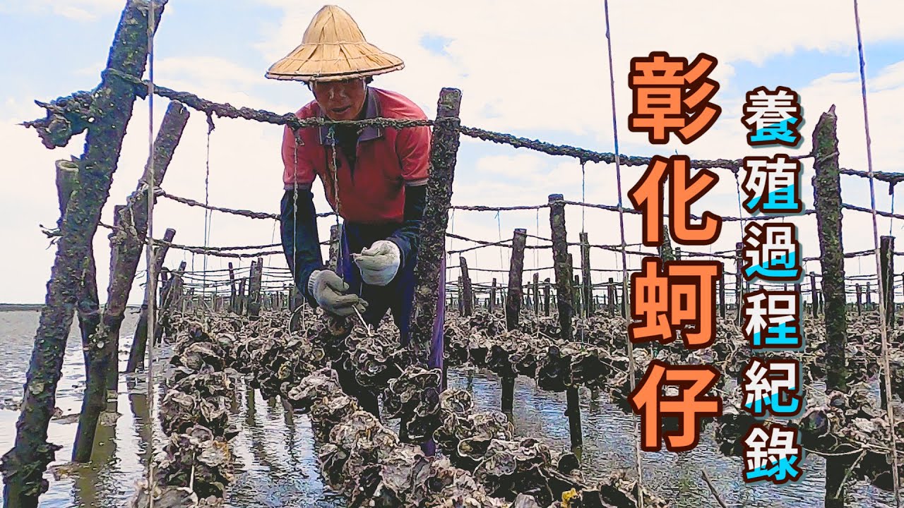彰化蚵仔是如何養殖的呢 ? 一起搭蚵仔車去看看吧｜一日蚵農｜福寶濕地