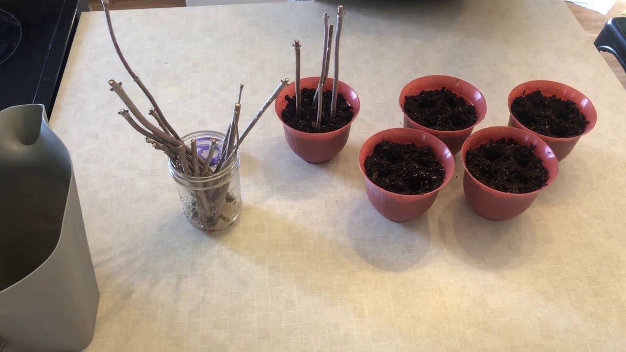 Propagating Elderberry cuttings
