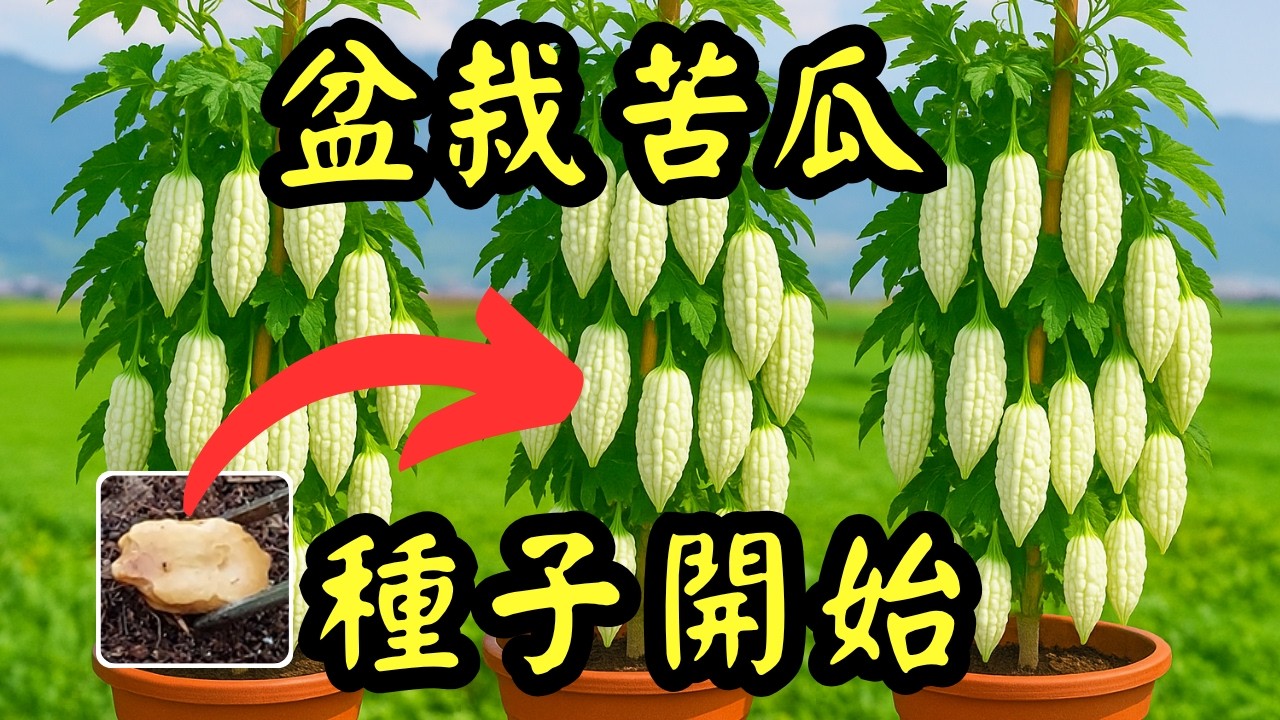 如何高效用種子種盆栽苦瓜?  一條龍分享苦瓜種子催芽、育苗、摘心修剪、施肥、套袋及採收全攻略！