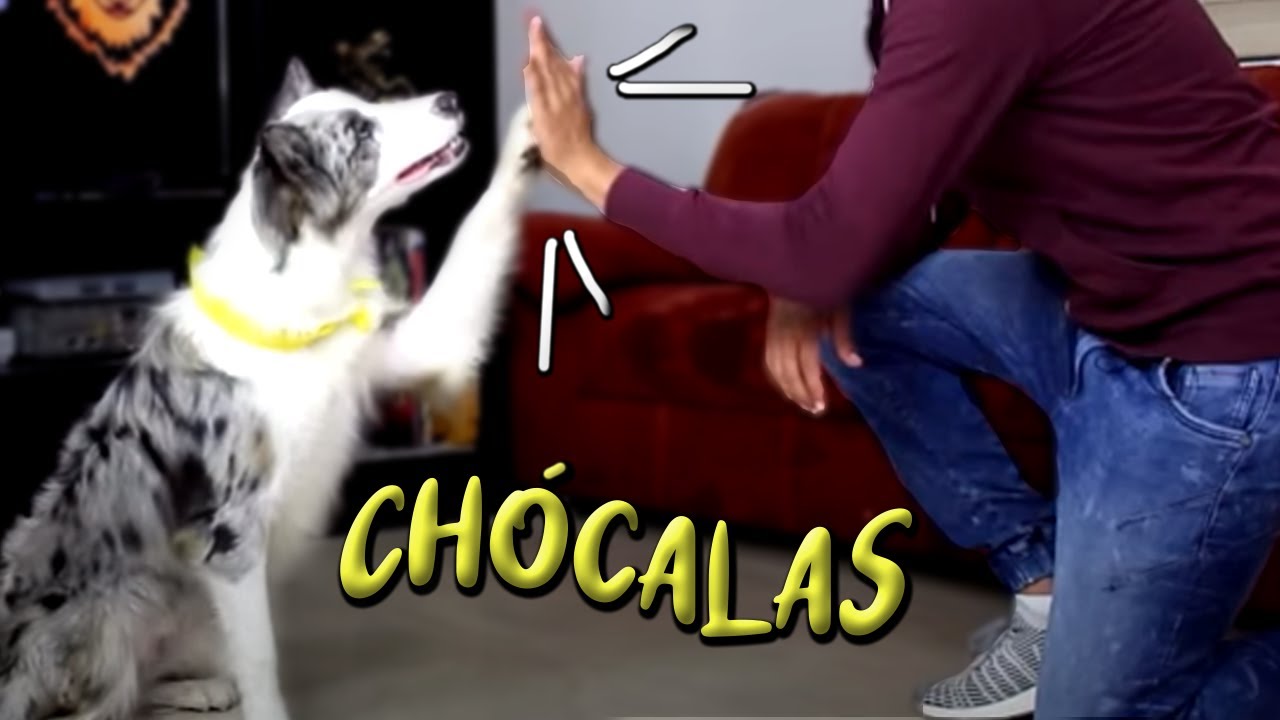 Inventé UN SALUDO con MI PERRO