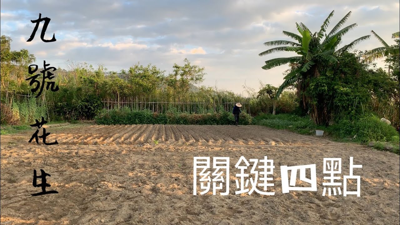 九號花生 | 播種關鍵四點：鬆土～出芽～追肥～補水
