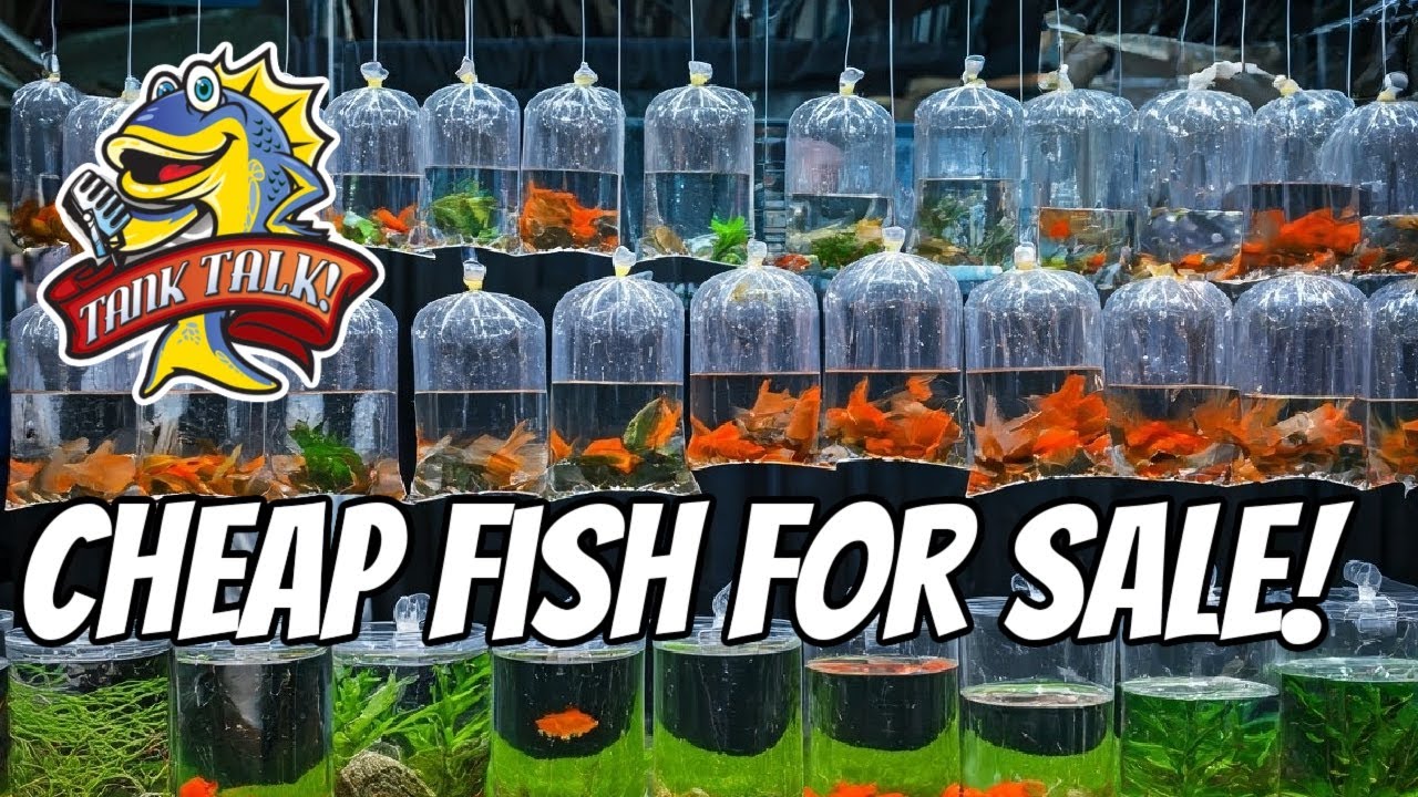 Saving Money Buying Fish!