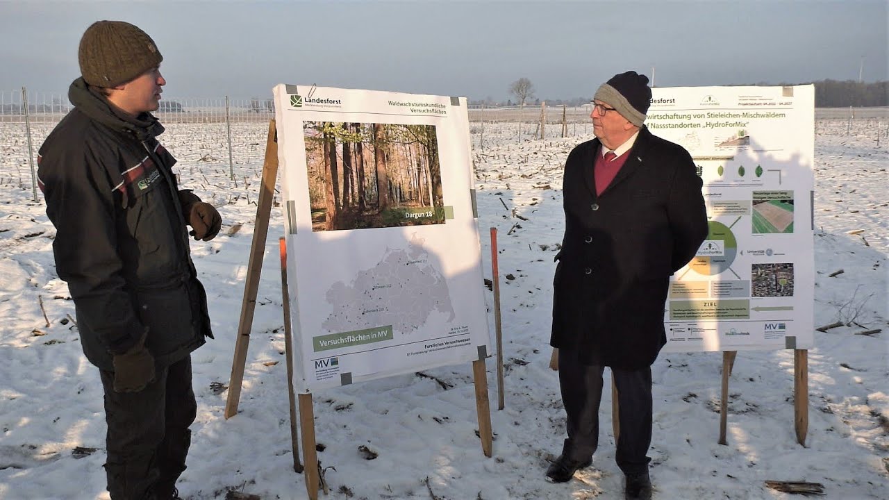 MVs Wälder in schlechtem Zustand - Forschung für den Waldumbau