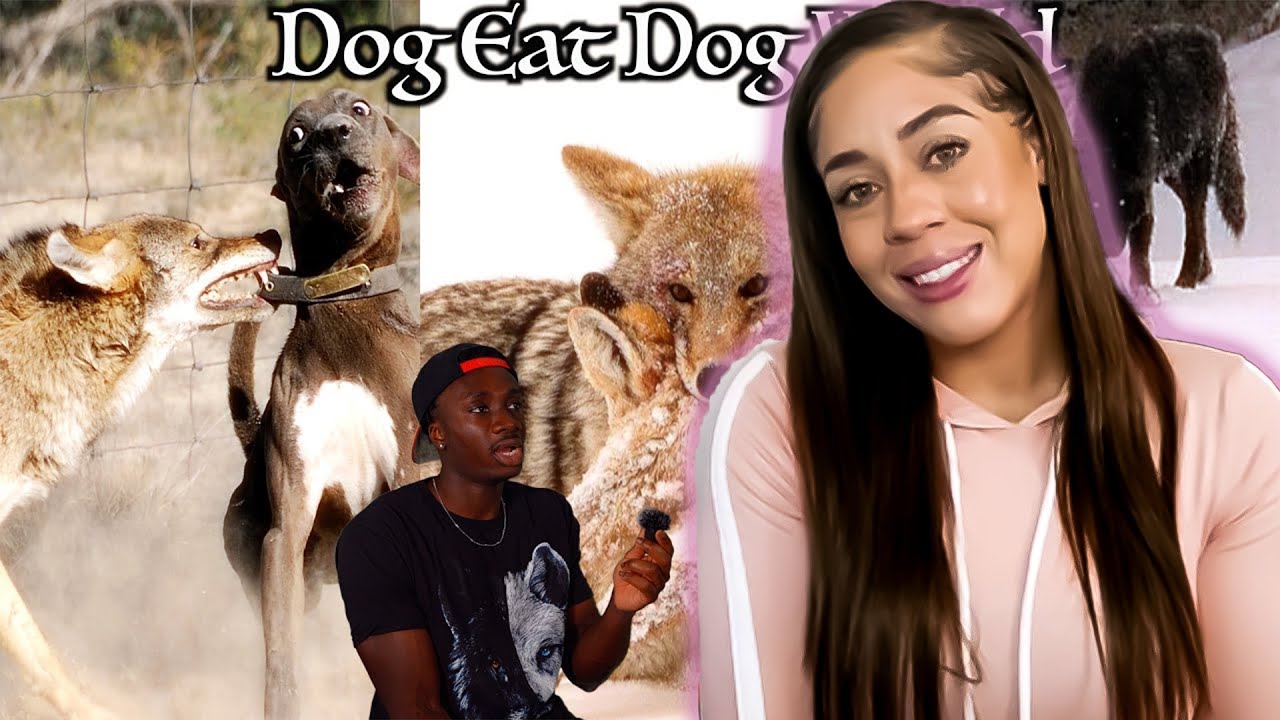 The Candid Affairs of the Canine Family | Casual Geographic | REACTION!!!!