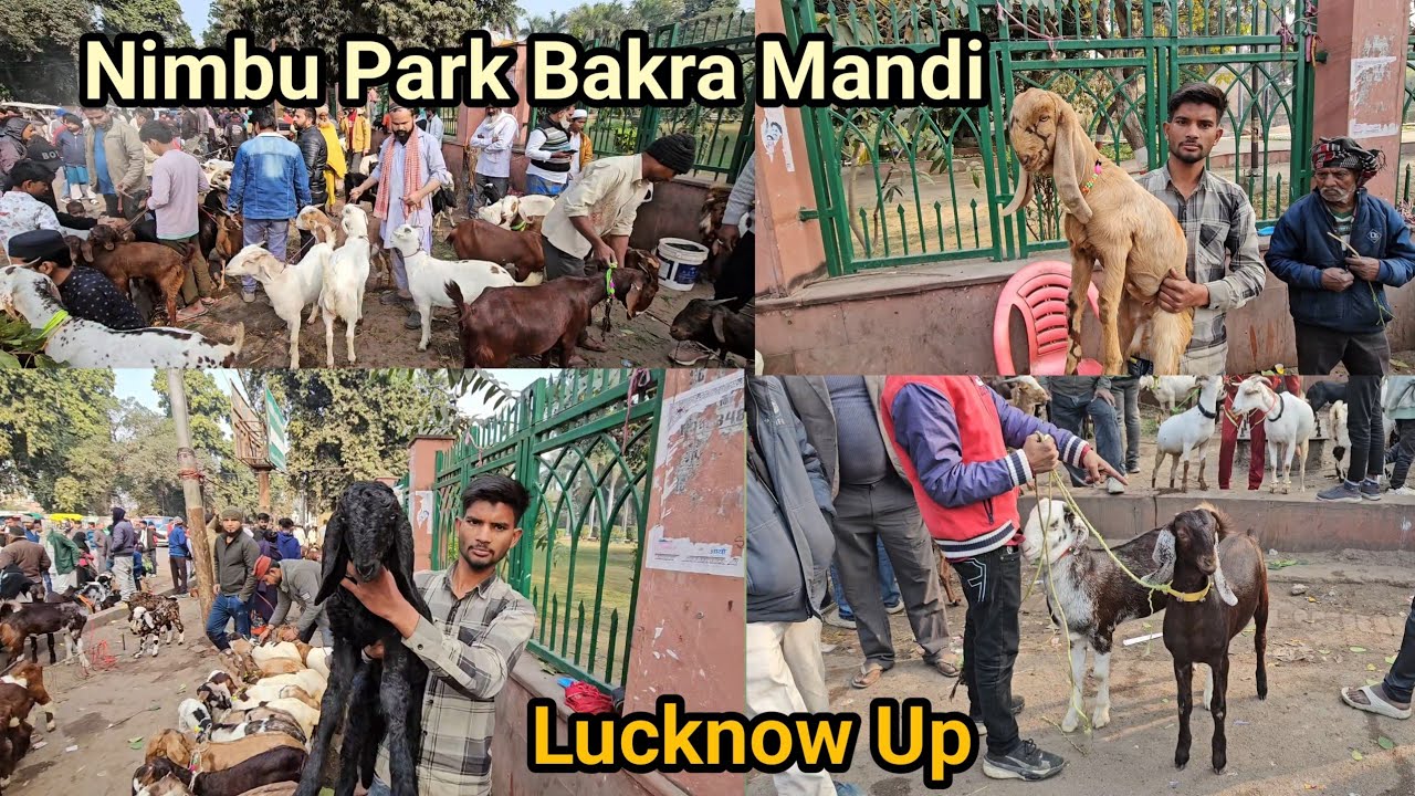 Bakra Mandi Nimbu Park Lucknow Uttar pradesh 18/1/2026 live update