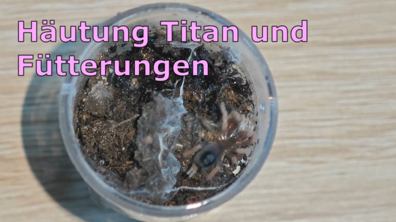 Titan (Megaphobema robustum) hat sich gehäutet und die K. brunnipes + V. chromatus werden gefüttert.