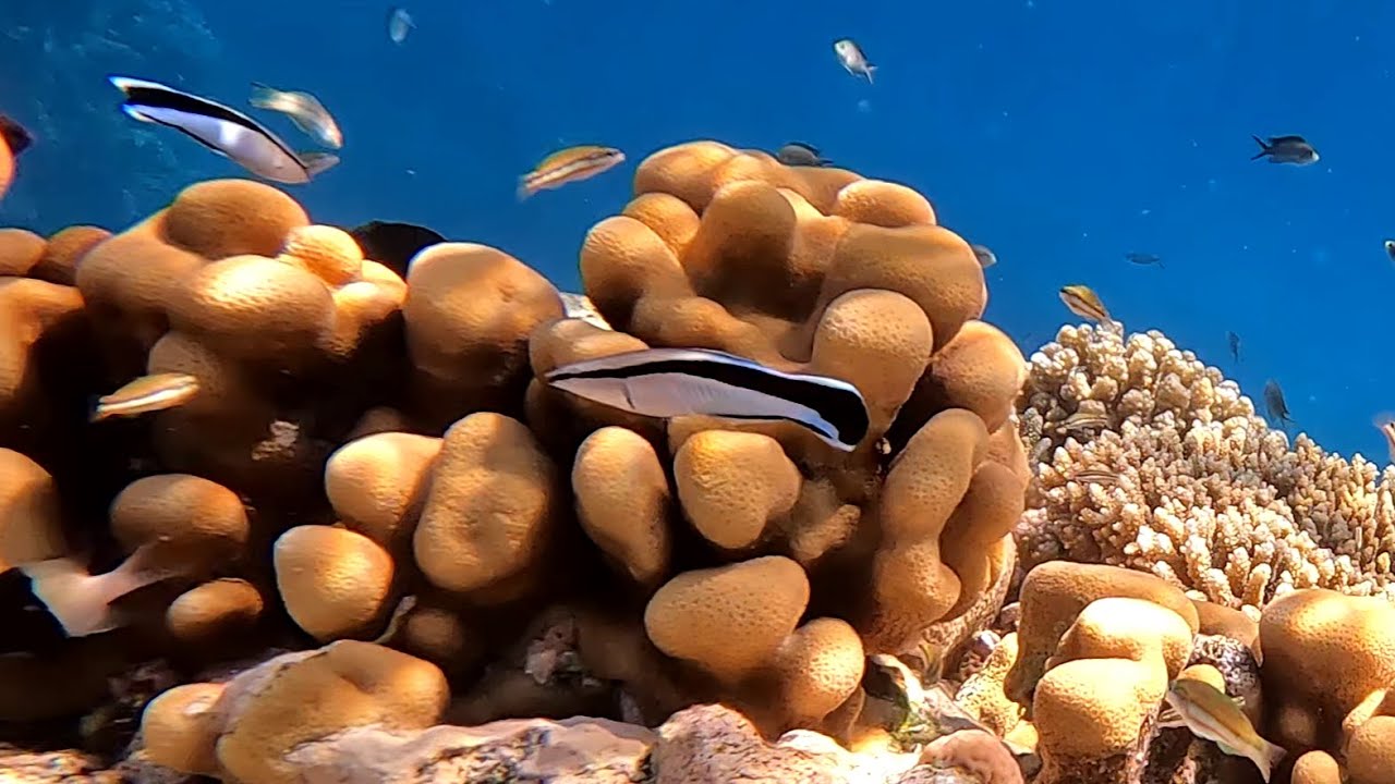 Bluestreak cleaner wrasse (Labroides dimidiatus) in 4K