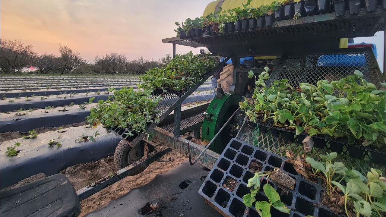 Planting Strawberries🍓Day 3🍓Hand Planting 10k