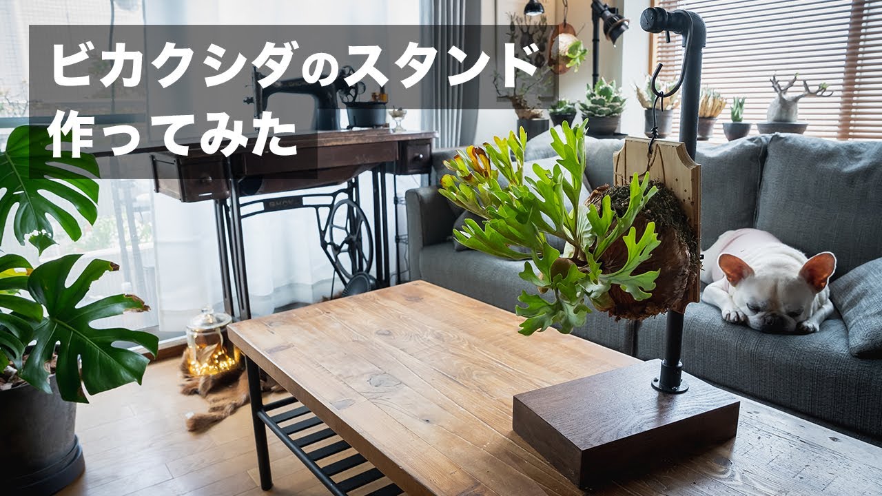 【DIY】ビカクシダのスタンドを作ってみるvlog (ビカクシダ、コウモリランの飾り方)