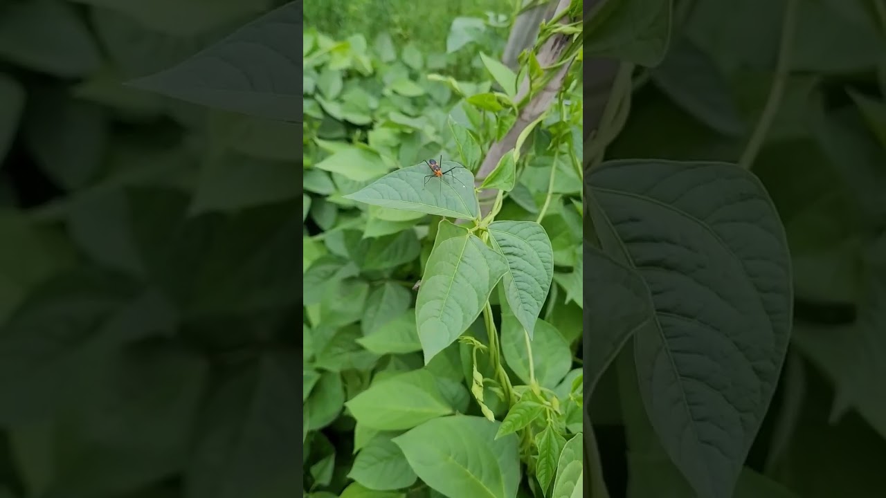 Very Important To Know The Beneficial Insects vs The Pests || Down-Home Backyard Gardening