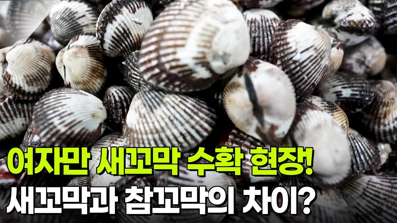 [찐! K-푸드] 여자만 새꼬막 수확 현장! [생방송 굿모닝 대한민국] | KBS 260205 방송