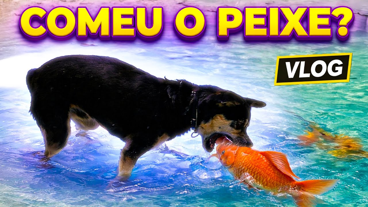 ZORRO X PEIXE 🐶🐟 – QUEM VAI LEVAR A MELHOR?