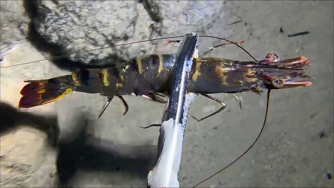 Diving to catch seafood, look how many I caught!！QU0122 #diving #fishing #lobster