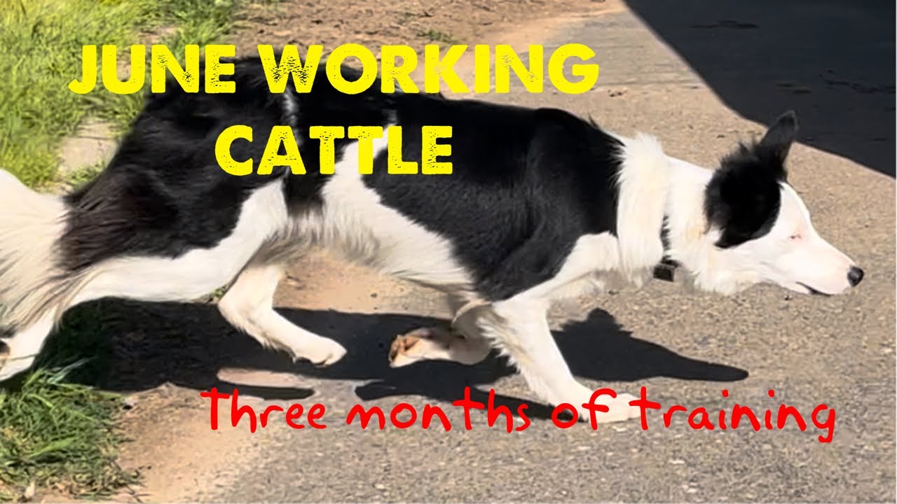 Border collie June herding cattle, 3 months of training