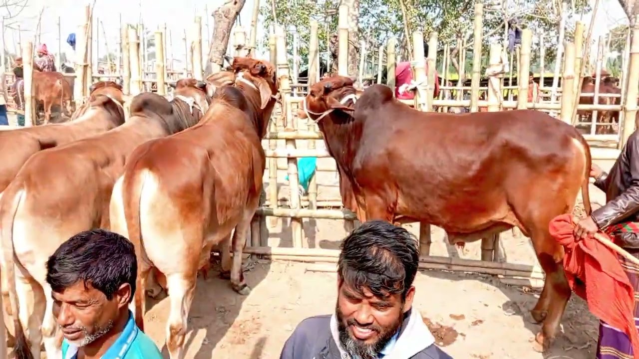 2026 কোরবানি উপযোগী গরু আমদানি। বালিয়া পাড়াল পশু হাট। Kustia Baliapara cowmerket@#cowprice
