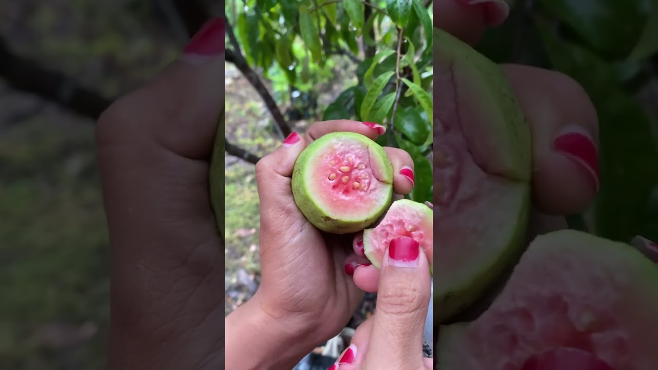 Jambu biji Getas Merah #jambubiji