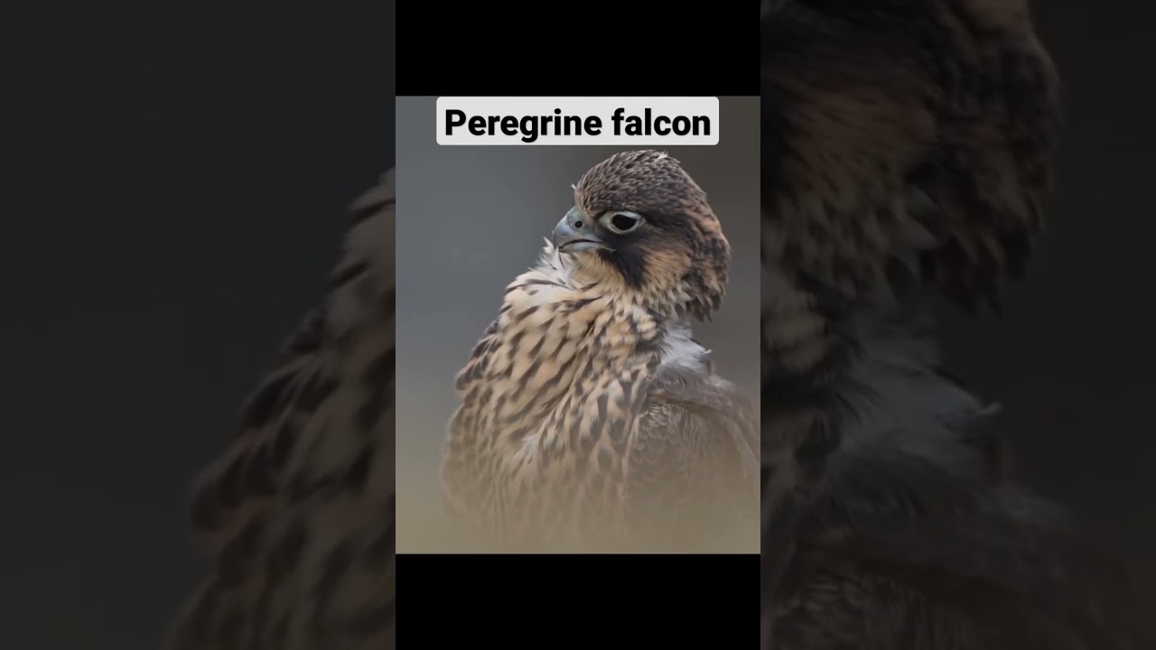 Peregrine falcon Best video | Speed: 390 km/h#peregrine_falcon