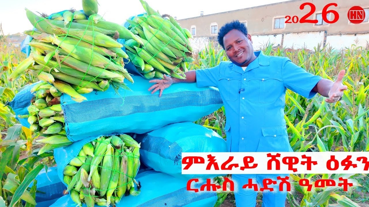 ህድሞና - ሕጂኸ ናበይ - ምእራይ ሸዊት ዕፉን ምስ ተድሮስ | Corn harvesting with Tedros - New Eritrean Show 2025