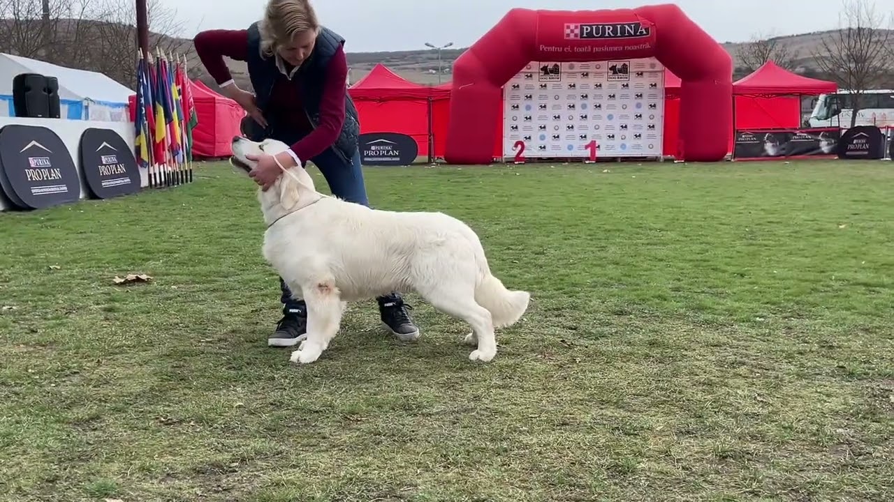 One Step Closer of Clear Passion - English Golden Retriever male - 1 year old