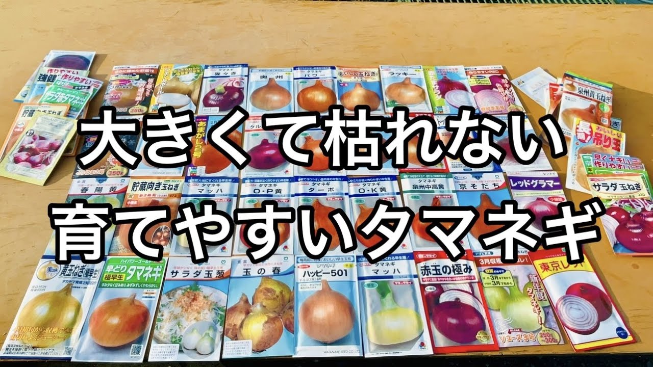 【タマネギ栽培】玉ねぎが枯れる、トウ立ち、大きくならない、病気で悩んだ時はコレを使います！（玉ねぎ栽培時期〜品種の選び方）23/8/18