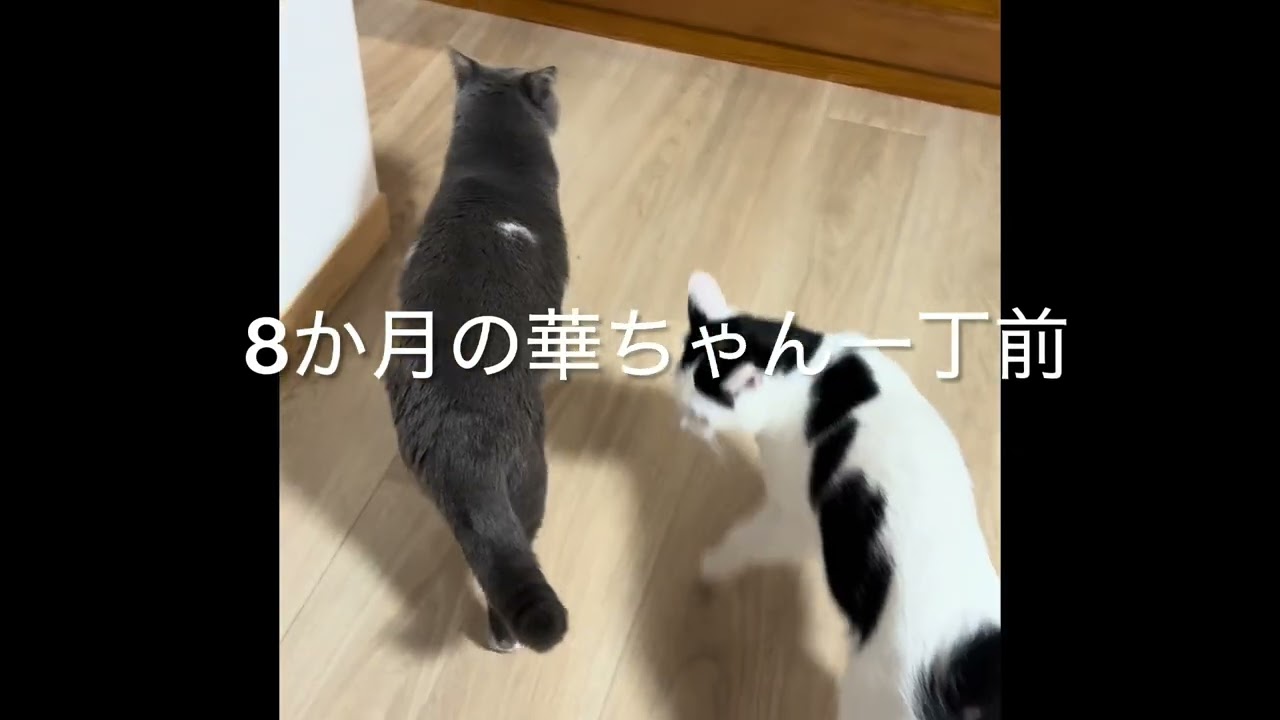 なぁに？ご飯か遊んでなのですがあえてなぁにで聞いていきました。劉さんの今日の要望は、謎でした(^^;)遊んでかな。ですが