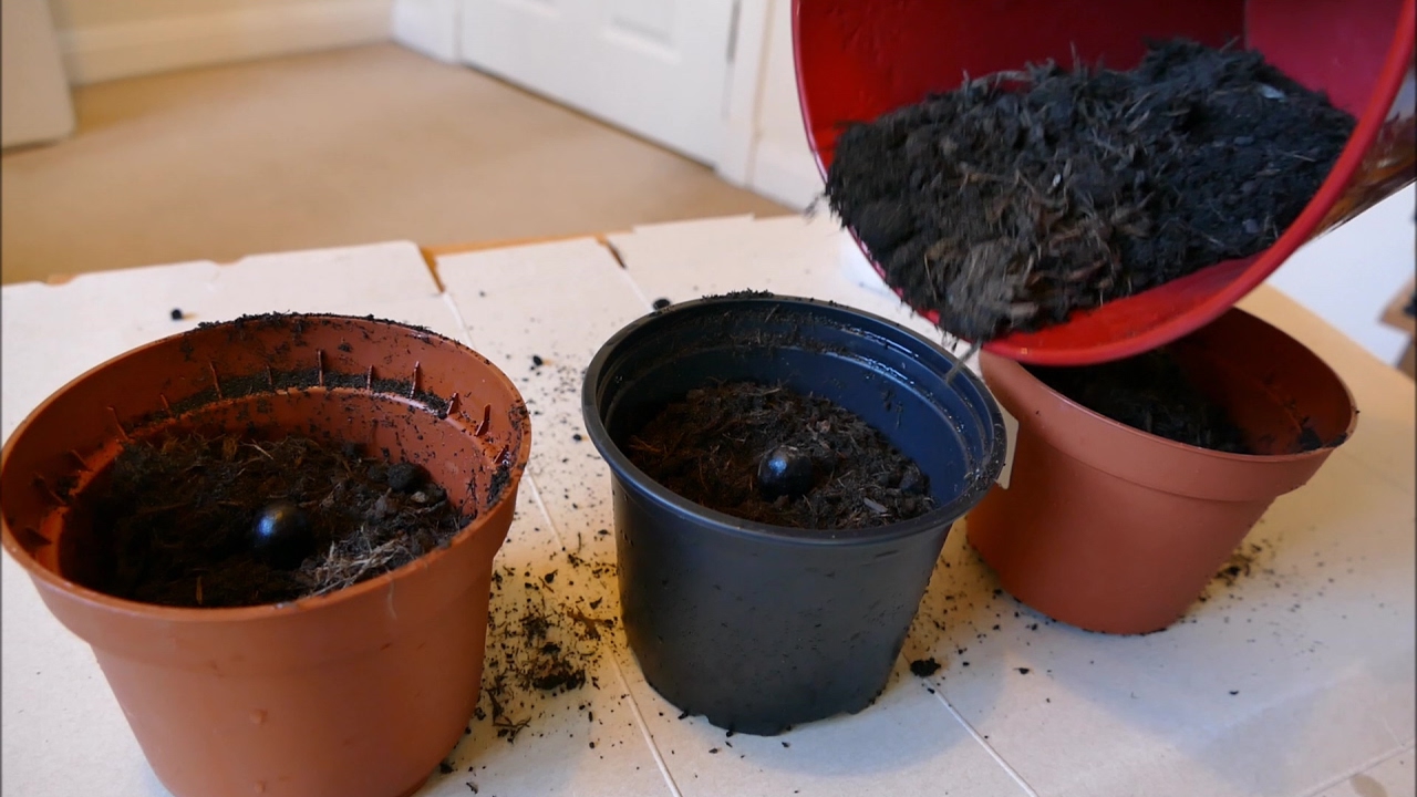 Transplanting Germinated Tree Peony Seeds Into Compost