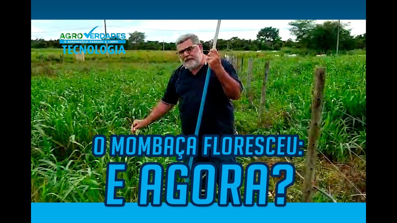 O Mombaça floresceu: E agora?