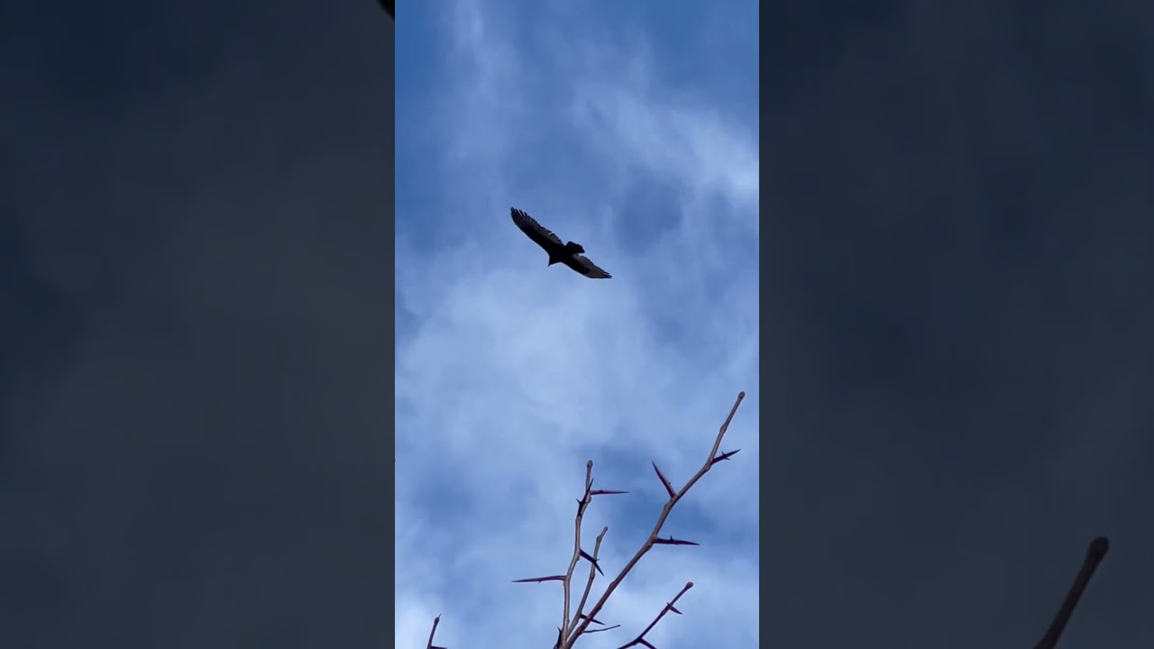 Hawk flying in the air #hawk