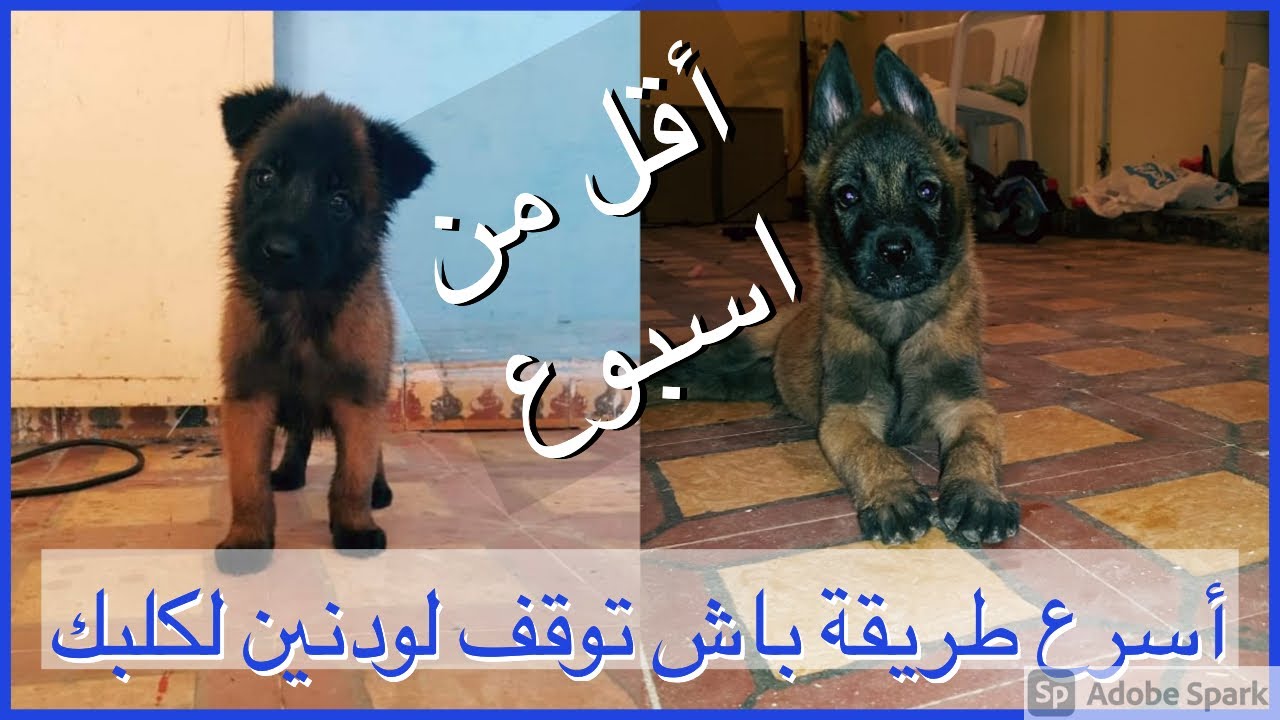 Dog ear wrap tutorial -أسرع طريقة باش توقف لودنين لكلبك أقل من أسبوع