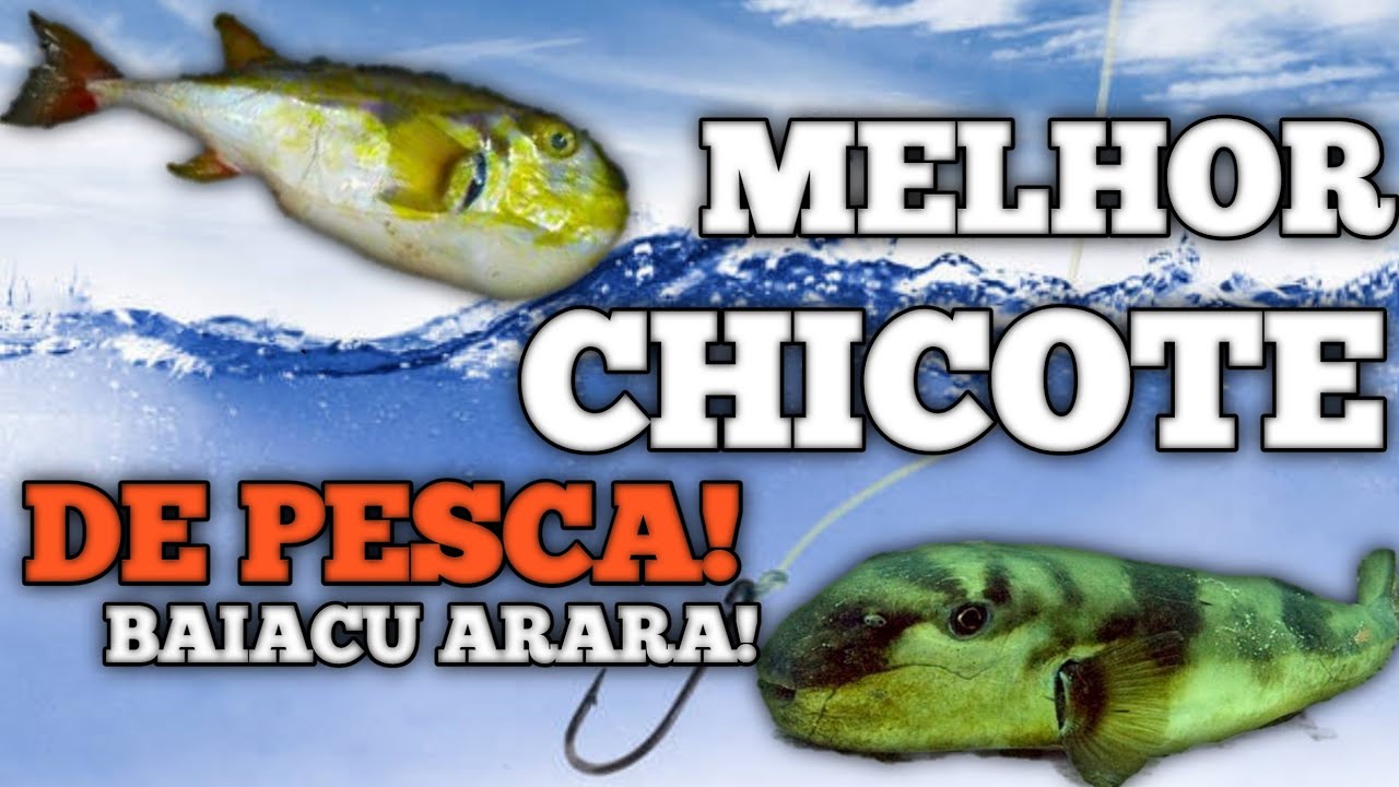 COMO FAZER CHICOTE PARA PESCAR BAIACU ARARA #baiacu #pesca #praia #peixes