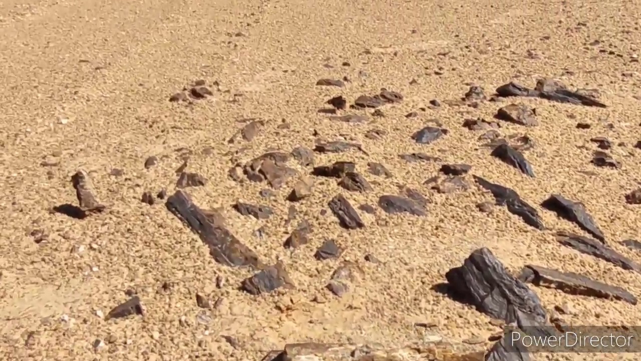 أشجار متحجره من اروع ما تشاهده فى الواحات