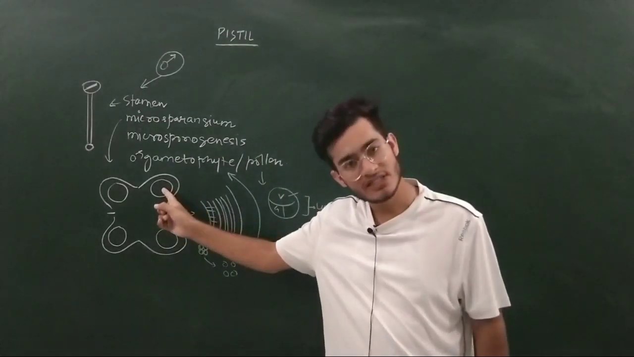 L8: Structure of Pistil & the comparison of male & female reproductive parts